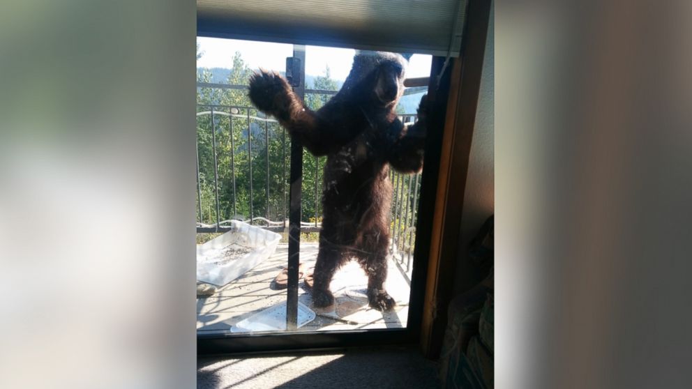PHOTO: Doug Harder took these photos of a bear at his home in Idaho.