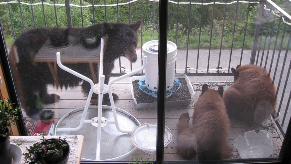 PHOTO: Doug Harder found these bears at his Idaho home in May.