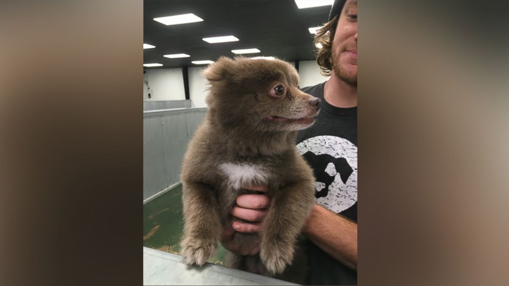 Dogs that look store like baby bears