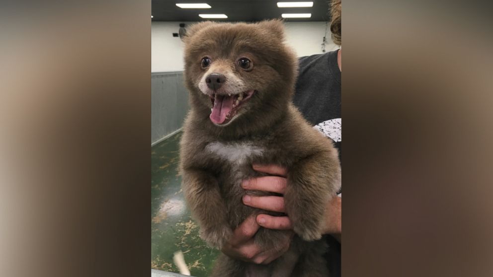 Bounce, a Pomerian-mix dog, has taken the Internet by storm after a photo of her was posted to Reddit with the caption, "Somebody brought this bear into doggie day care" on Dec. 29, 2015.
