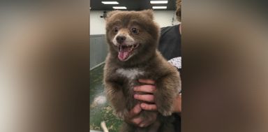 pom bear dog