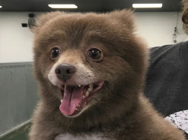 dog that looks like a baby bear