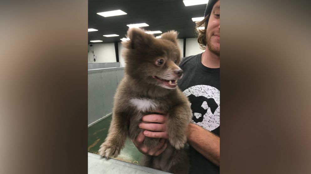 Video Munchkin The Teddy Bear Dog Is Ready For The Super Bowl - ABC News