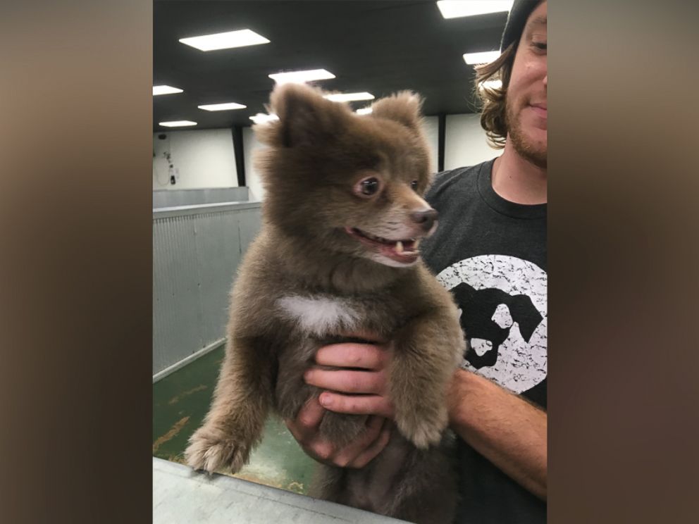 PHOTO: Bounce, a Pomerian-mix dog, has taken the Internet by storm after a photo of her was posted to Reddit with the caption, "Somebody brought this bear into doggie day care" on Dec. 29, 2015.