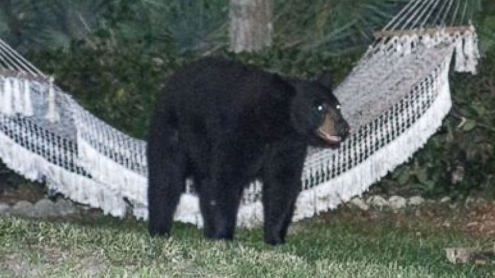 PHOTO: After making its way through a Daytona Beach neighborhood Thursday, May 29, 2014, a black bear took a moment to rest on a hammock before ambling back into the woods.