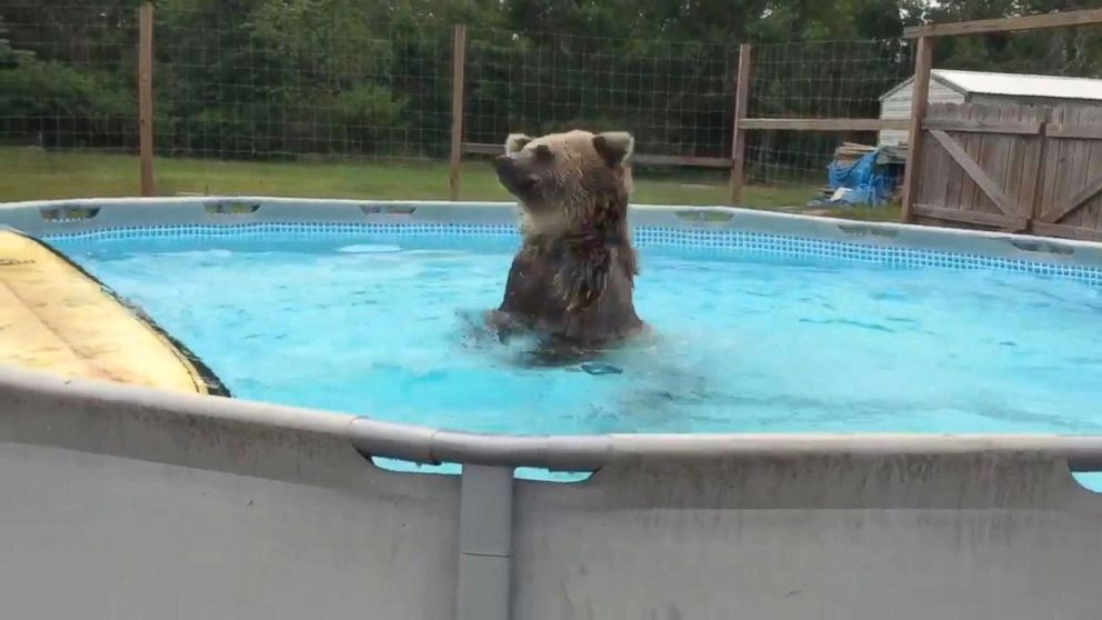 A bear in Florida cooled off with a swim in the pool.