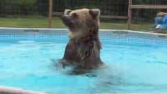 Watch: Grizzly Bear Dives Into Pool - ABC News
