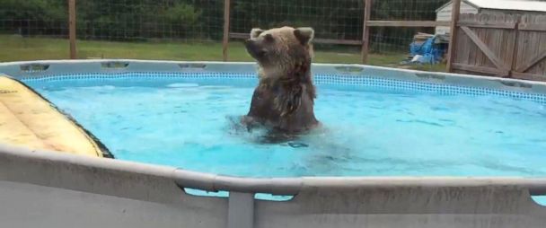 Grizzly Bear Porn - Watch: Grizzly Bear Dives Into Pool - ABC News