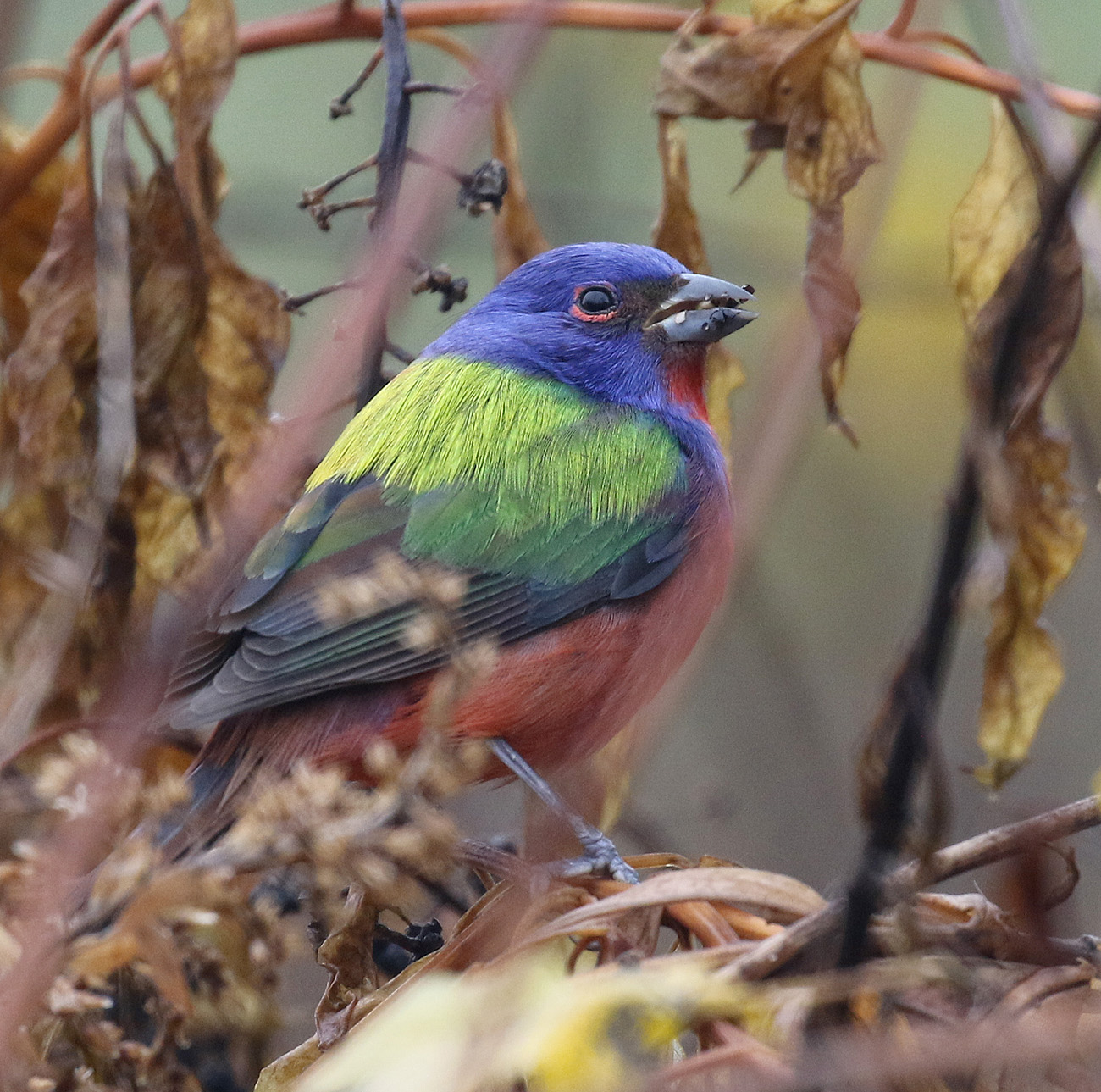 PHOTO: The Painted Bunting, an exotic bird rarely seen north of Arkansas, has been frolicking in New York City's Prospect Park in Brooklyn, attracting hundreds of admirers.