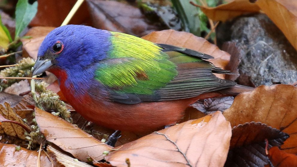 PHOTO: The Painted Bunting, an exotic bird rarely seen north of Arkansas, has been frolicking in New York City's Prospect Park in Brooklyn, attracting hundreds of admirers.