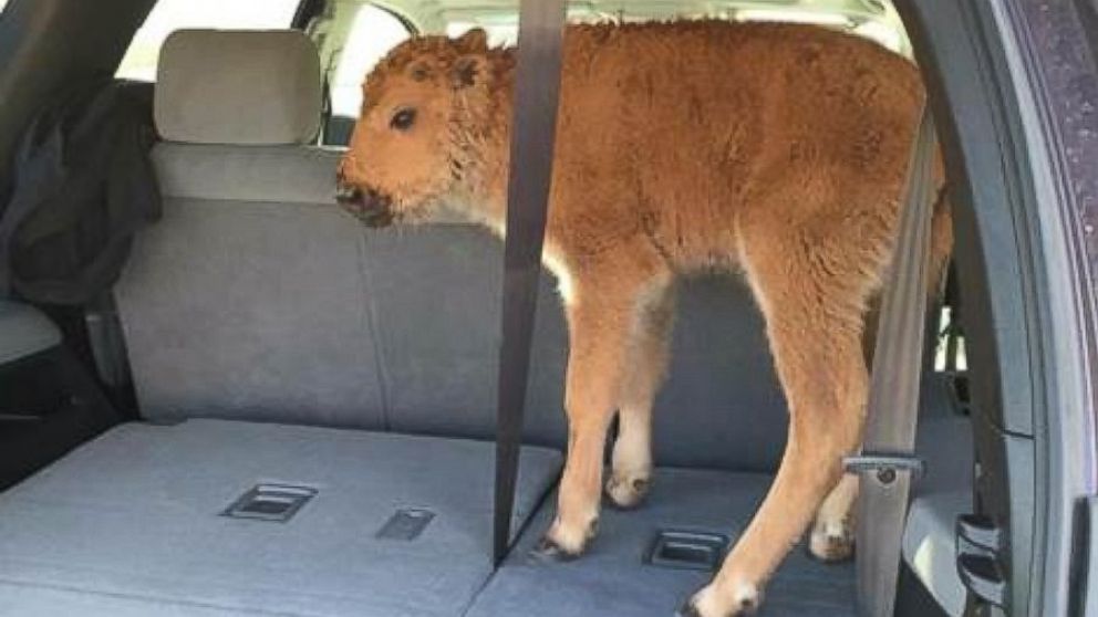 The tourists put the bison in their car while visiting Yellowstone National Park.