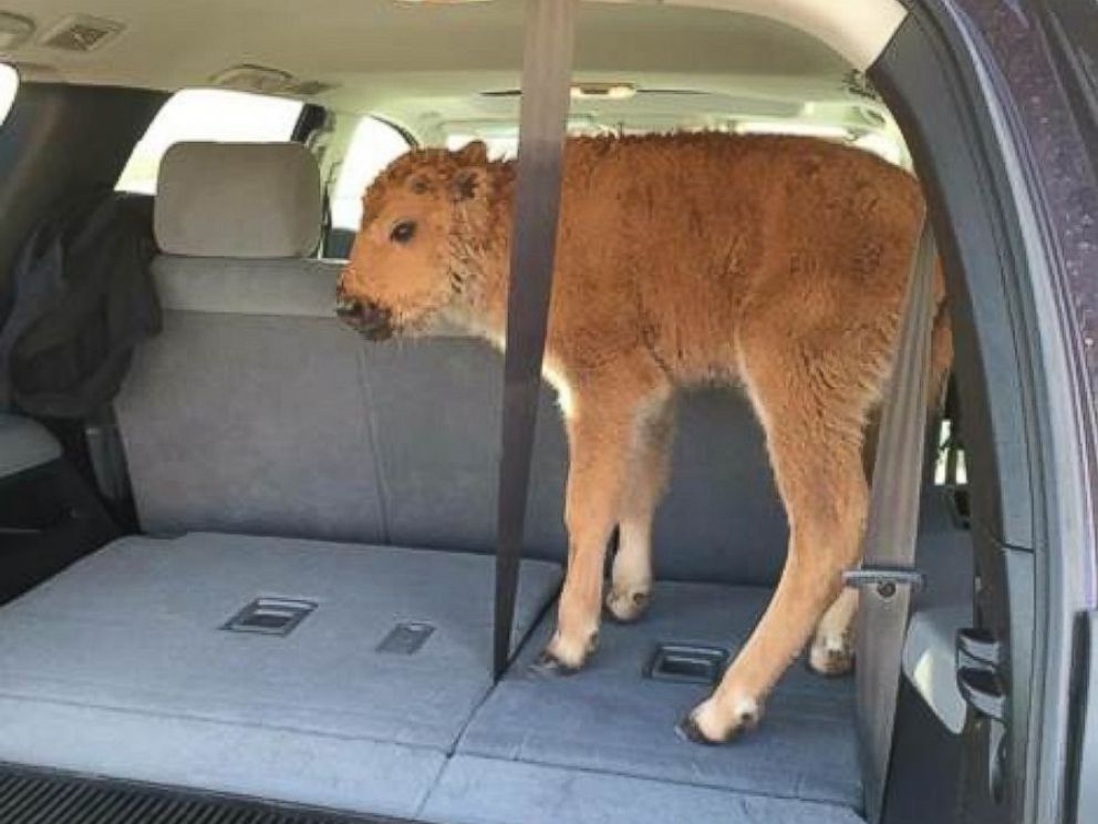 Why Yellowstone Had to Euthanize a Bison Calf After a Visitor Put It in His  Car - ABC News