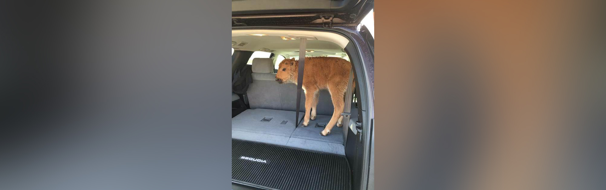 PHOTO: A baby bison that was photographed in an SUV last week has been euthanized by the National Park Service after its herd failed to accept it back.