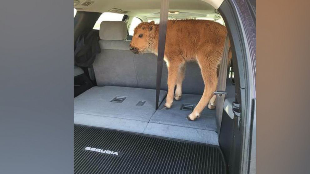 PHOTO: A baby bison that was photographed in an SUV last week has been euthanized by the National Park Service after its herd failed to accept it back.
