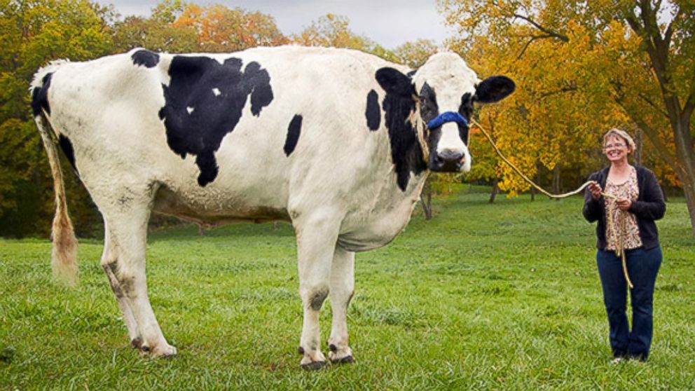 PHOTO: Blosom was posthumously declared the tallest cow ever by Guinness World Records. Blosom stood 6' 4". She died in May on her owner's farm in Illinois.