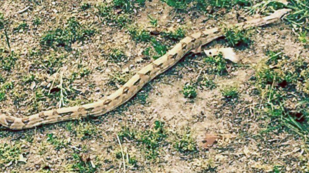 Braintree Police released this photo of the boa constrictor.