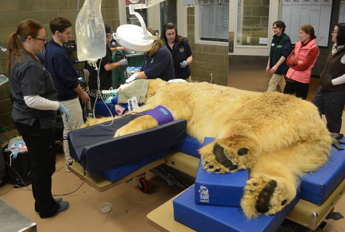 PHOTO: Point Defiance Zoo & Aquarium posted this photo to their Facebook showing Boris, the 29-year-old polar bear undergoing dental surgery.