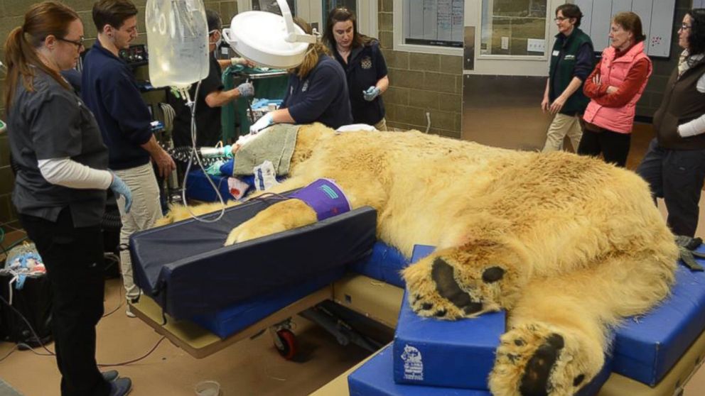 PHOTO: Point Defiance Zoo & Aquarium posted this photo to their Facebook showing Boris, the 29-year-old polar bear undergoing dental surgery.