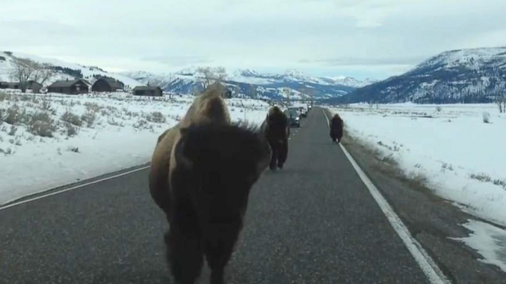 Tom Carter captured video of American bison stampeding a car in Yellowstone National Park.