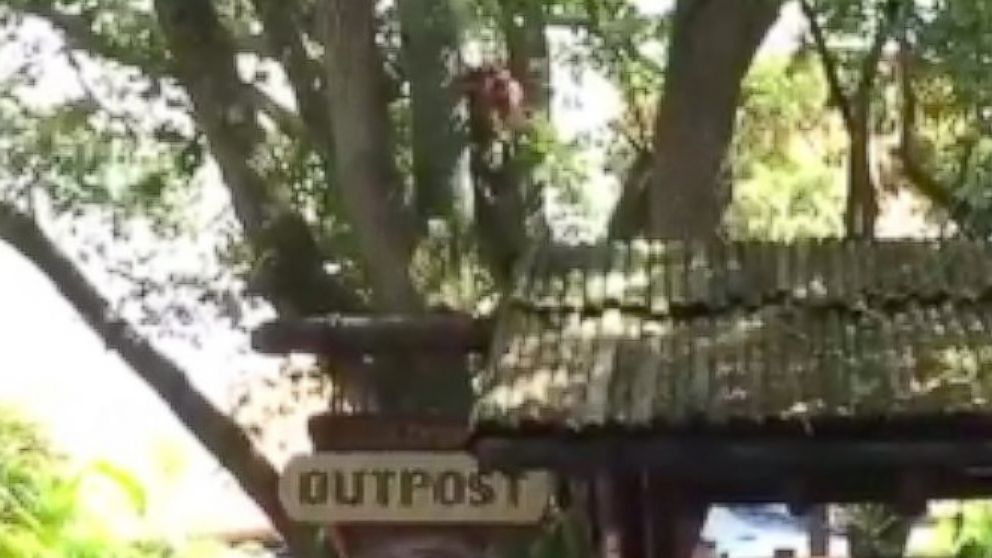 PHOTO: Video taken at amusement park Busch Gardens in Tampa shows an orangutan in a tree after it escaped its enclosure.