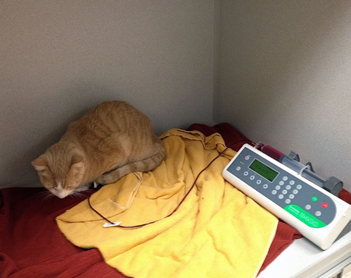 PHOTO: Buttercup is seen in his cage receiving his blood transfusion. 