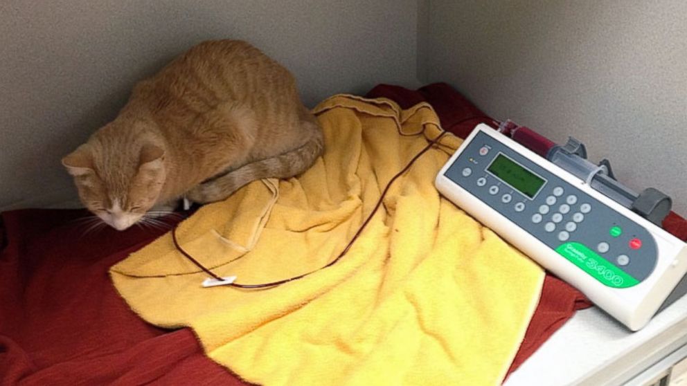 PHOTO: Buttercup is seen in his cage receiving his blood transfusion. 