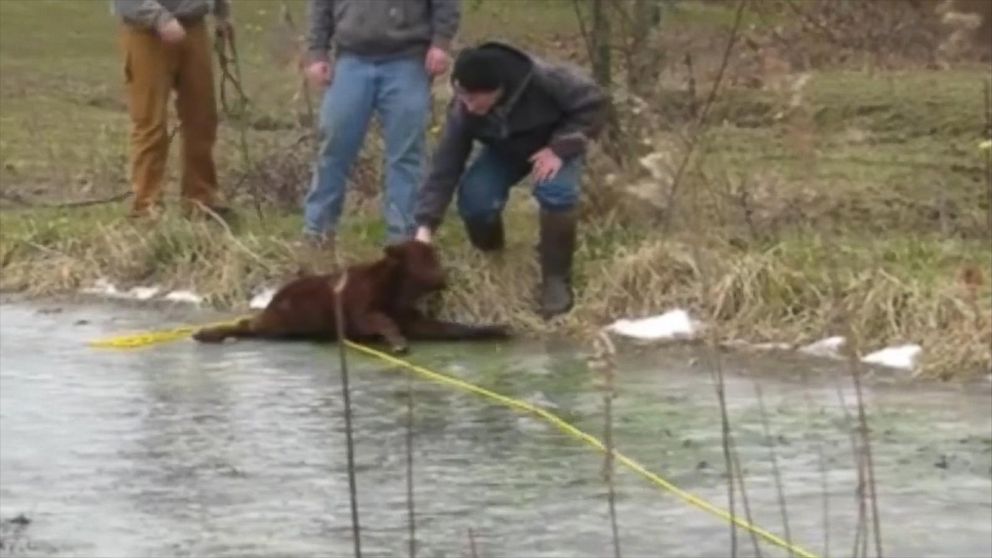 PHOTO: Capt. Chris Roberts of Bartholomew County Sheriff's Office in Indiana helped farmer Kevin Mahoney rescue a baby calf that slipped into a frozen pond and got stranded on the ice. 