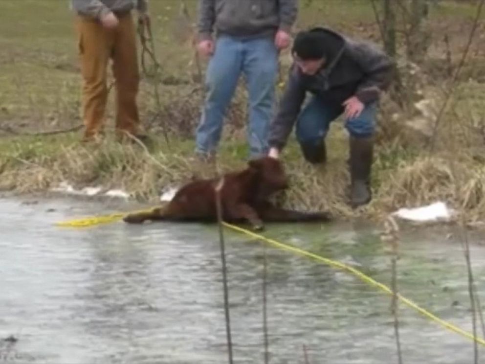 PHOTO: Capt. Chris Roberts of Bartholomew County Sheriffs Office in Indiana helped farmer Kevin Mahoney rescue a baby calf that slipped into a frozen pond and got stranded on the ice.