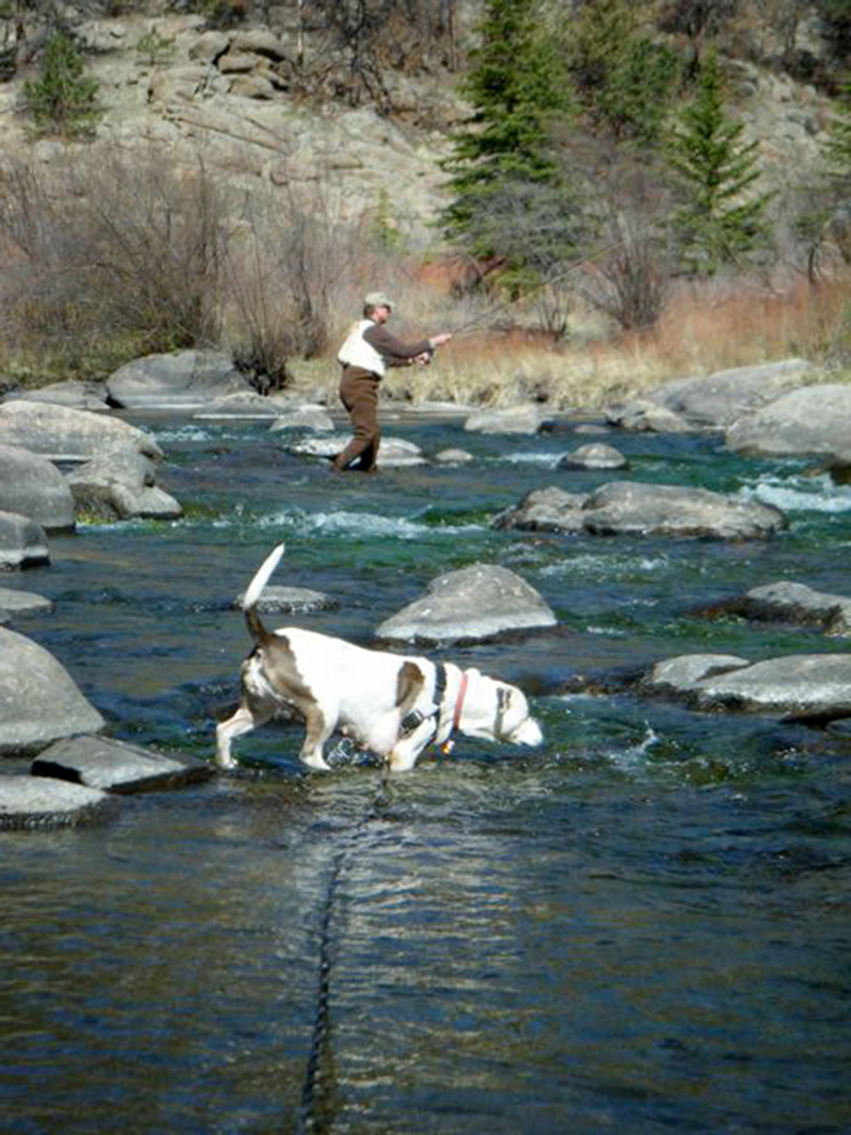 PHOTO: Dog Battles Cancer