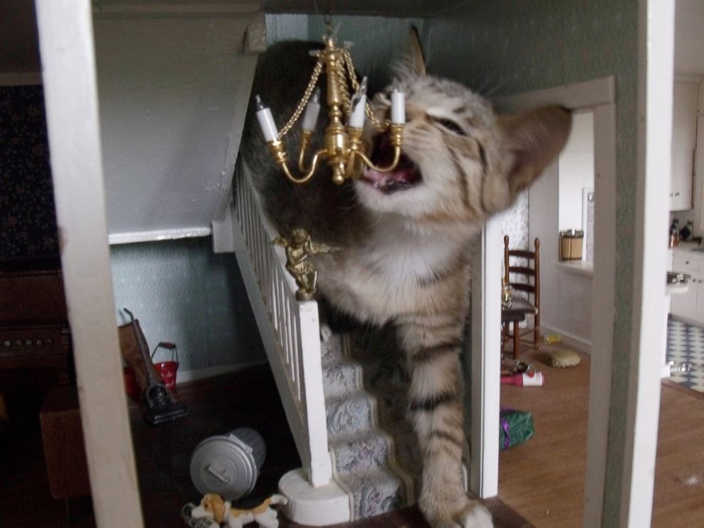 Photo Of Cat Destroying Dollhouse Goes Viral On Reddit Imgur Abc News