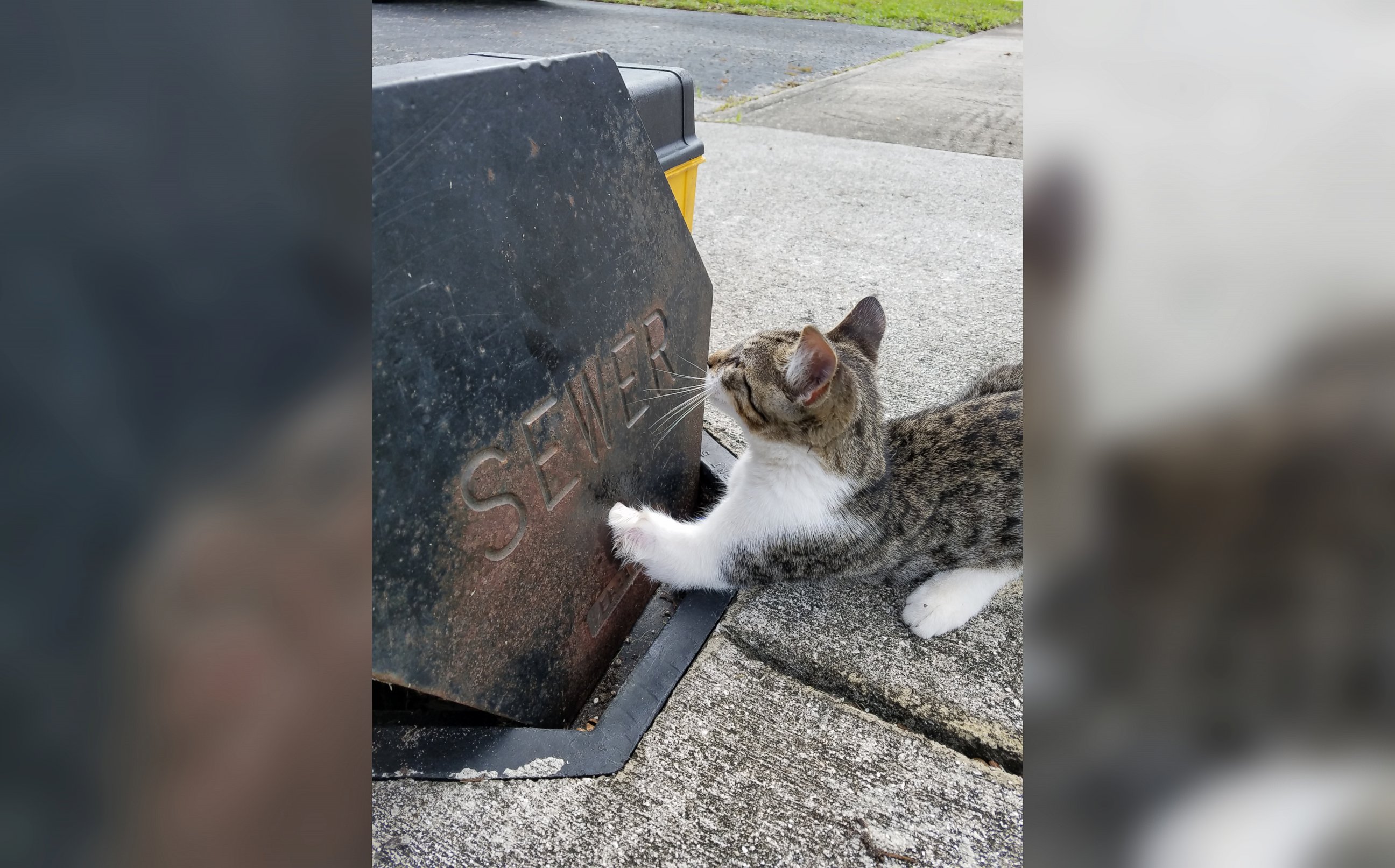 PHOTO: The Broward Sheriff's Office Department of Fire Rescue saved a kitten who had its paw stuck in a sewer grate in Lauderdale Lakes, Florida.