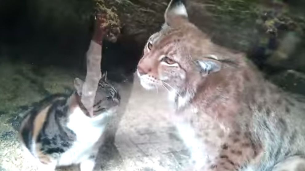 Dusya, the stray cat, and Linda, the European lynx are seen together.