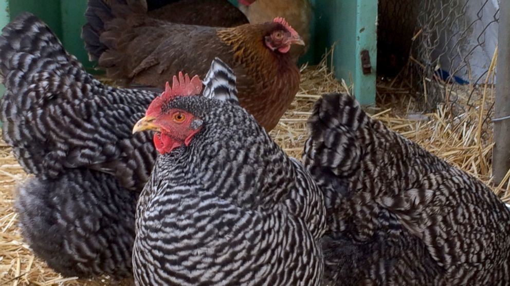 'Angry' Man Leaves 7 Chickens at Oregon Department of Revenue Office ...