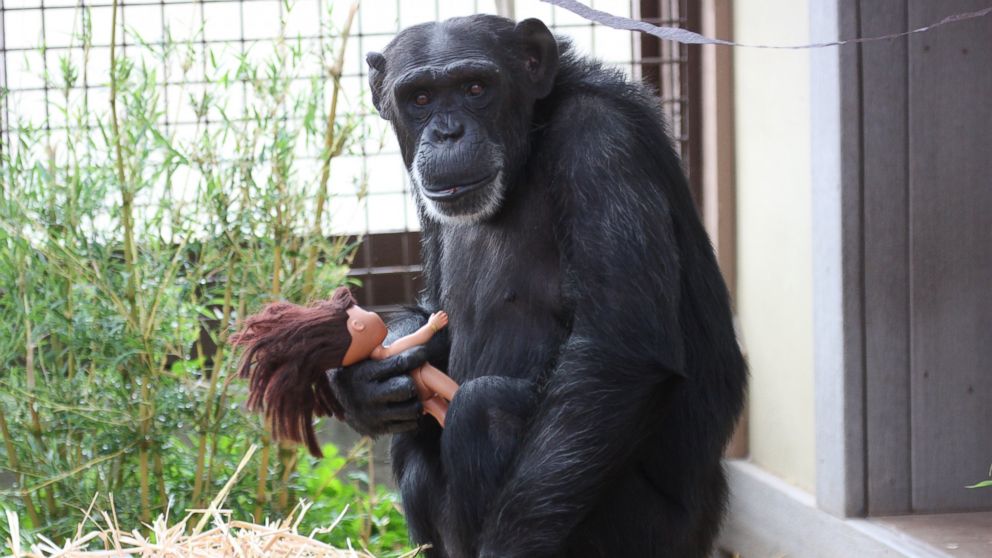 PHOTO: Foxie the chimpanzee, of the Chimpanzee Sanctuary Northwest in in Cle Elum, Washington, finds comfort in troll dolls to deal with the trauma of being a research animal for years.