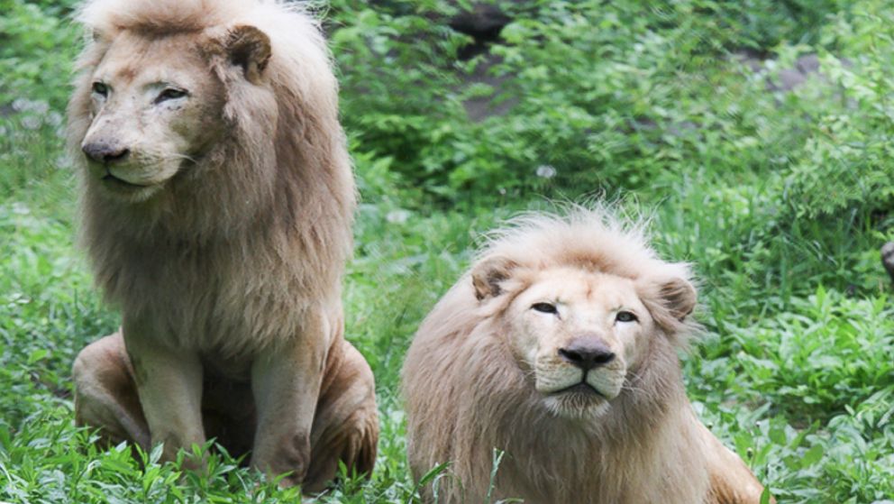 PHOTO: Future, left, and his brother Sunshine, two African white lions, came to the Cincinnati Zoo when they were three months old.