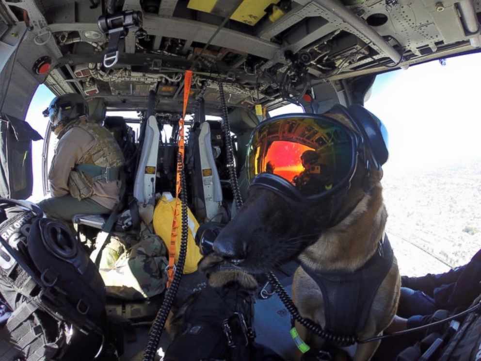 PHOTO: "Evy" and "Ricky" are explosive detection dogs with the U.S. Coast Guard. They completed helicopter efficiency training on April 6, 2016. 