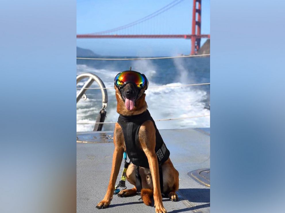 PHOTO: "Evy" and "Ricky" are explosive detection dogs with the U.S. Coast Guard. They completed helicopter efficiency training on April 6, 2016. 