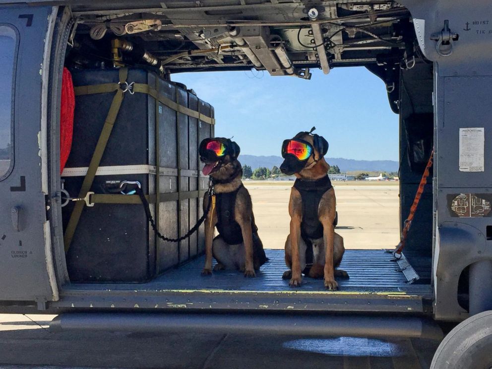 PHOTO: "Evy" and "Ricky" are explosive detection dogs with the U.S. Coast Guard. They completed helicopter efficiency training on April 6, 2016. 