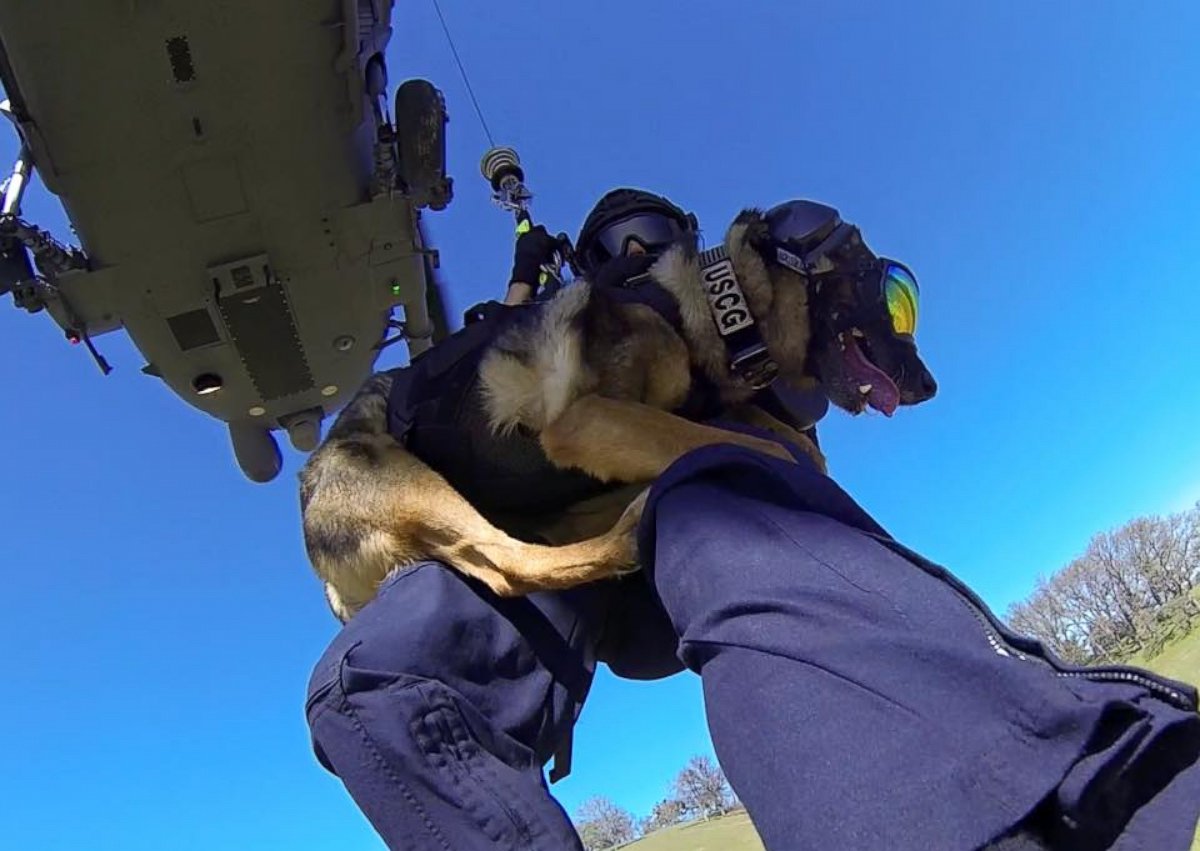 PHOTO: "Evy" and "Ricky" are explosive detection dogs with the U.S. Coast Guard. They completed helicopter efficiency training on April 6, 2016. 