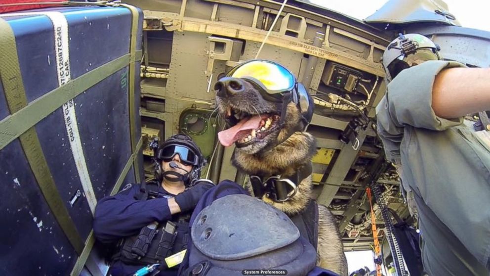 coast guard dog tactical helmet