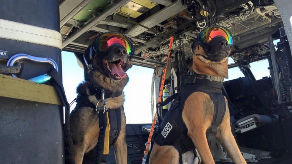 Canine Coasties: Meet the Coast Guard 