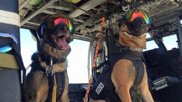 coast guard dog collar