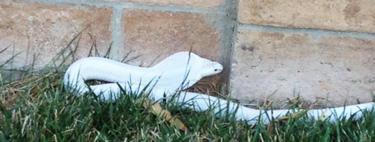 PHOTO: Los Angeles officials are warning residents to look out for an albino cobra on the loose.