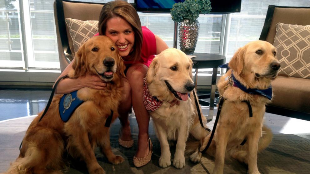 PHOTO: Comfort dogs Luther, Pax, and Phoebe pose for a photo in Dallas, Texas. 
