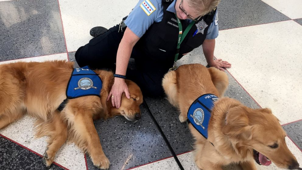 PHOTO: Comfort golden retriever Luther gets pets at Chicago O'Hare airport before leaving for Dallas.