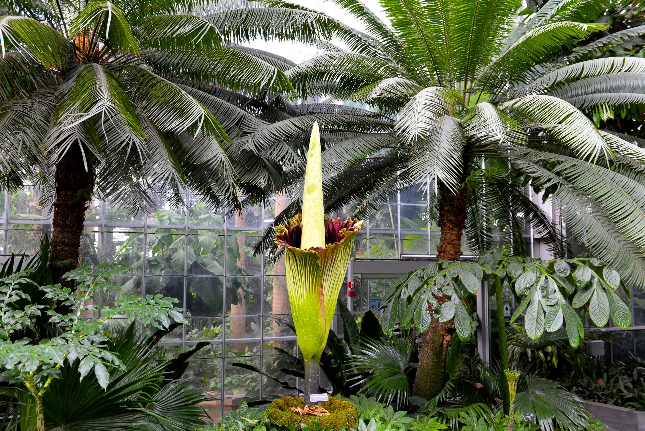 PHOTO: A corpse flower started to bloom, Aug. 2, 2016, in Washington. 