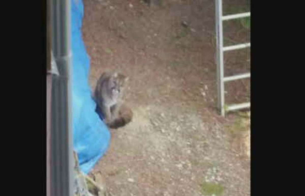 PHOTO: A neighbor snapped a photo of one of the two cougars that were euthanized in Lake Cowichan, Vancouver Island, after an attack. 