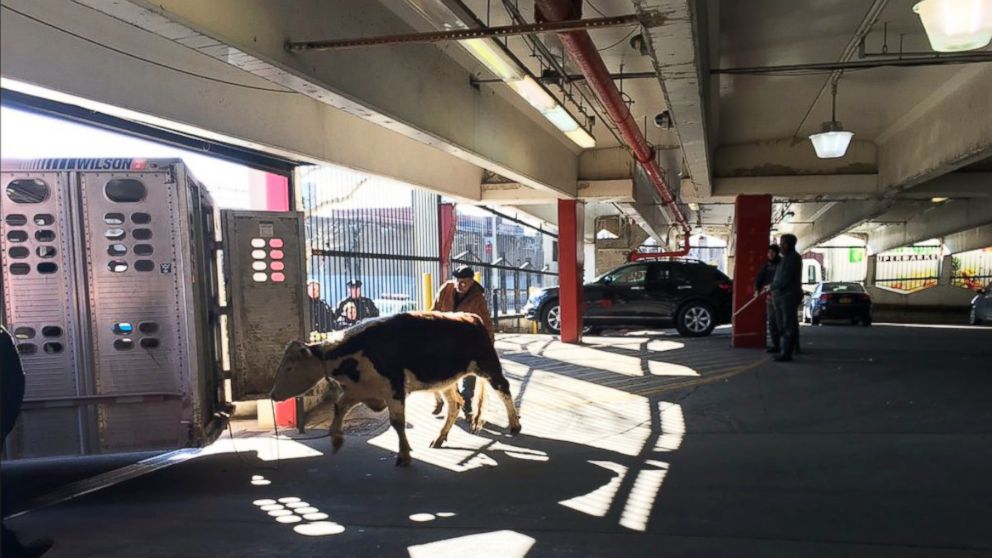 VIDEO: The bovine was on the loose for a half hour before police cornered it in a Queens parking garage.