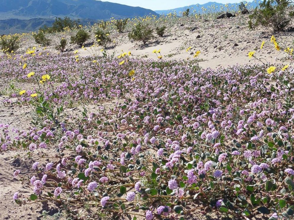 PHOTO: Death Valley National Park posted this photo to Facebook on Feb. 10, 2016 with the caption, "Thick patches of pink Sand Verbena (abronia villosa) put on a show near Ashford Mill..."