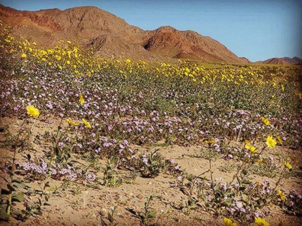 PHOTO: Death Valley NPS posted this photo to Instagram with the caption, "Happy superbloom Sunday!"